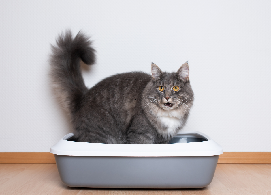 My cat hasn’t peed in 2 days, should I be worried?