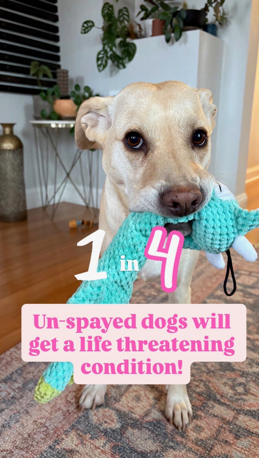 If your dog isn’t spayed, this is something you need to know!