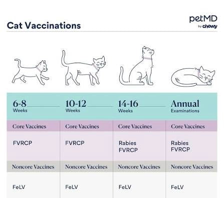 My cat is indoor, so they don’t need vaccines… right? Not exactly.