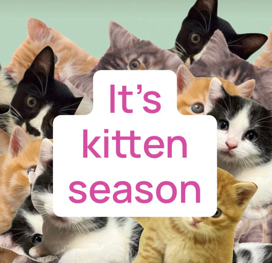 Cat Distribution system - What to do when you find a kitten!