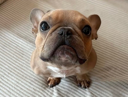 Love Frenchies, Golden Retrievers, and Doodle puppies? Here's how to buy responsibly.