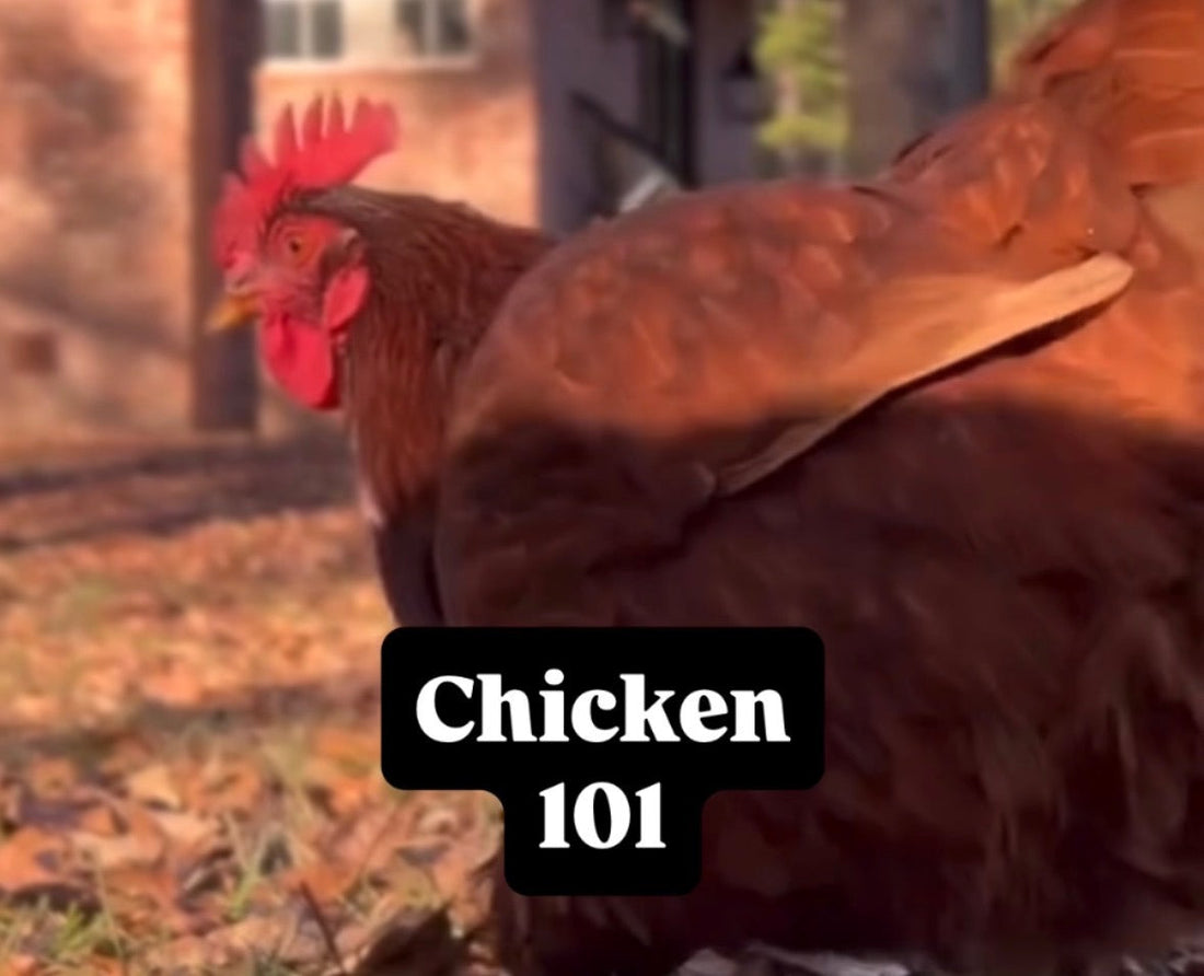 Chickens 101 - Basic guide to owning chickens