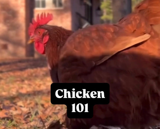 Chickens 101 - Basic guide to owning chickens