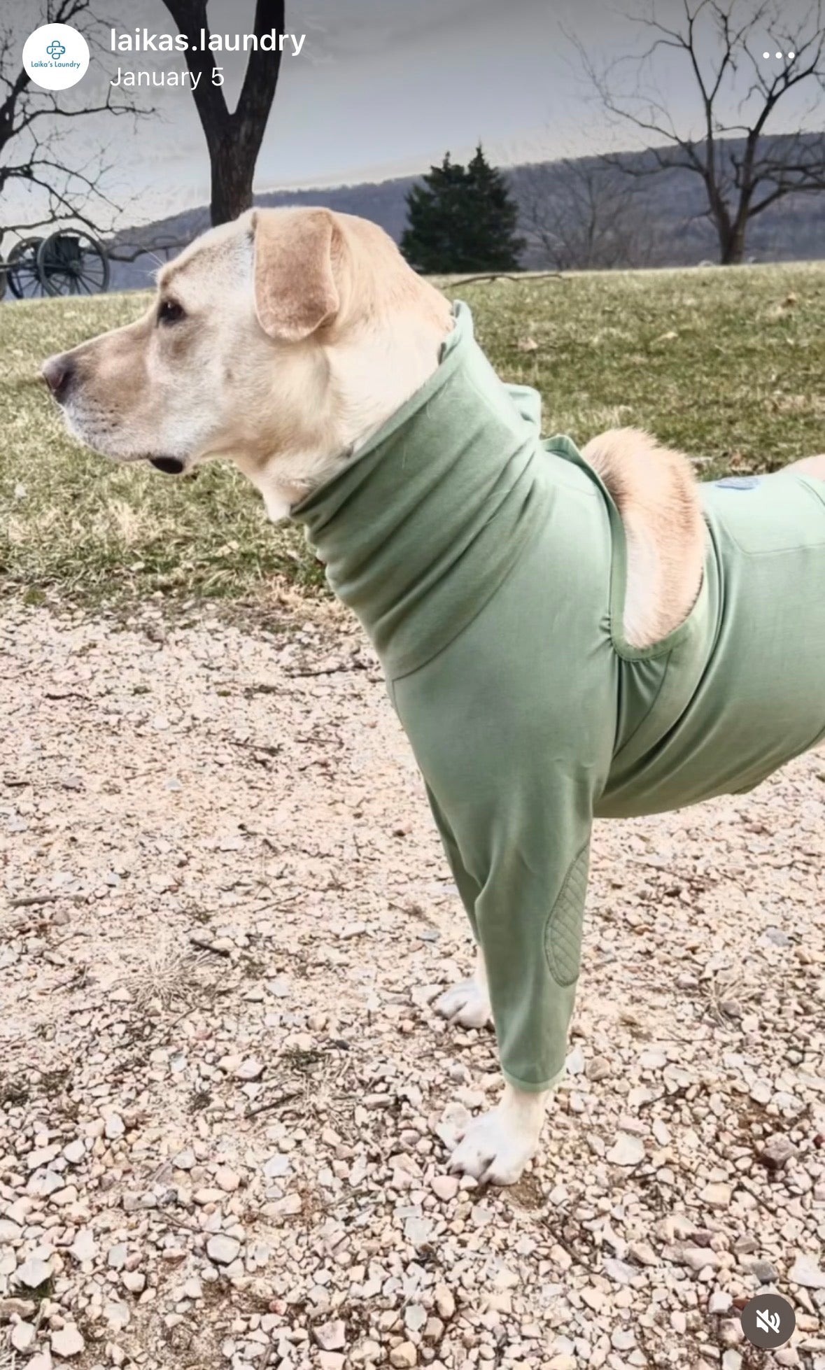 The Shirt