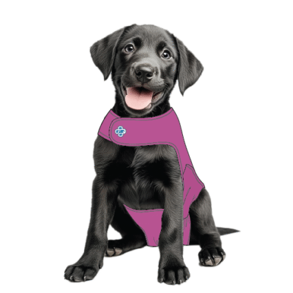 Dog recovery suit