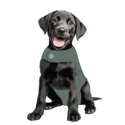 Dog recovery suit